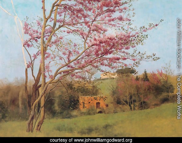 Landscape Of A Blossoming Red Almond